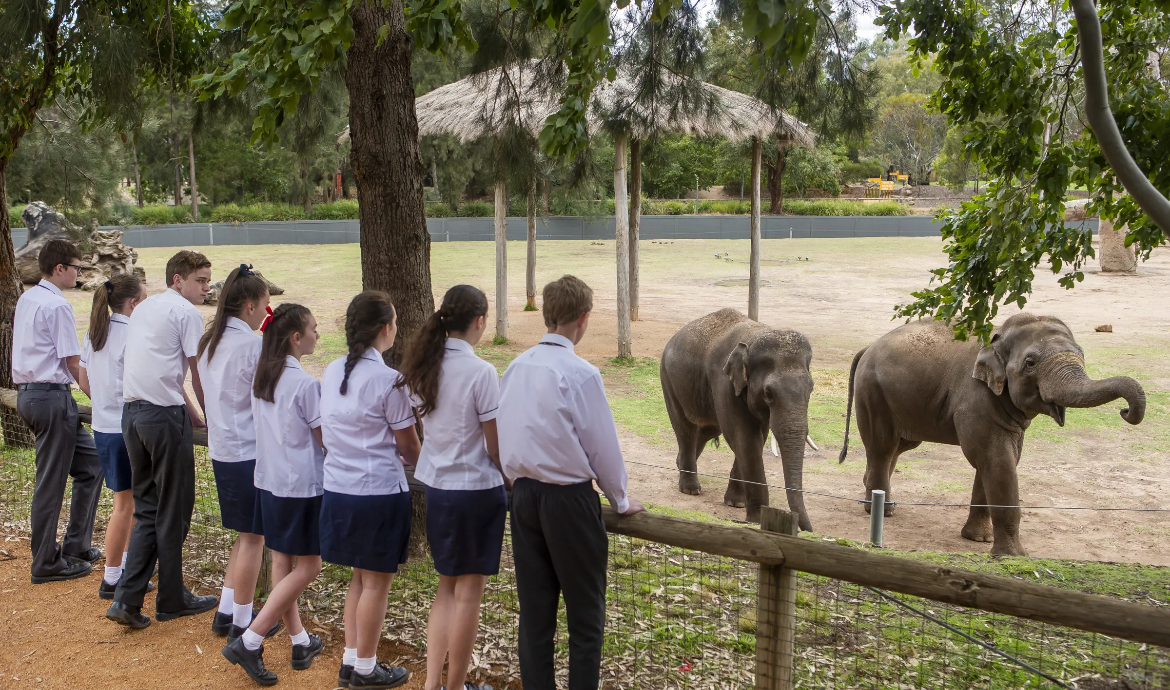 School students watching elephants in a large open zoo habitat.