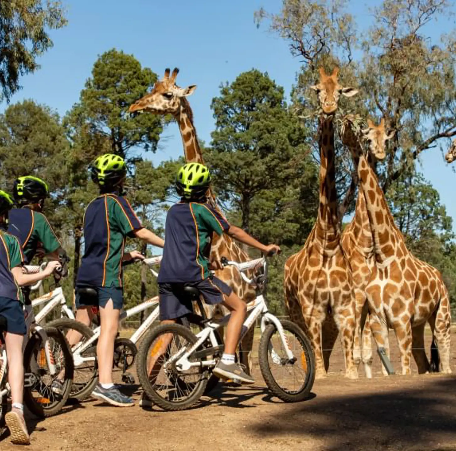 Children wearing helmets on bikes stop to watch a group of giraffes in an open range wildlife Zoo setting.