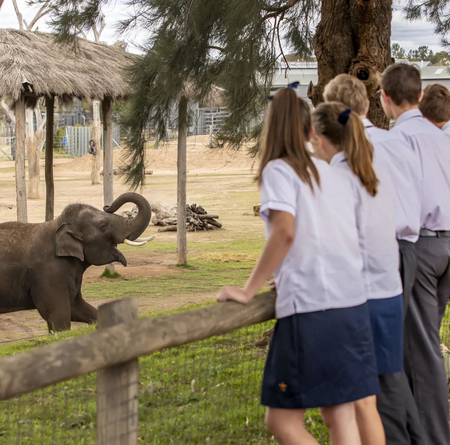 High school students overlooking elephant habitat at Taronga Western Plains Zoo in Dubbo